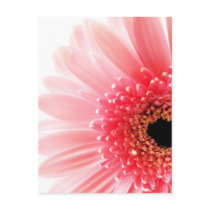 Gerbera Post Card