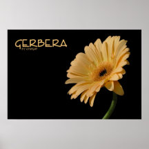 Gerbera Poster