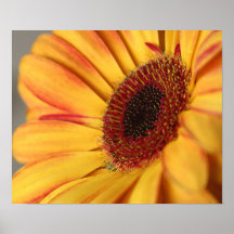 Gerbera Poster