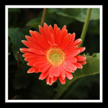 Gerbera posters