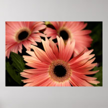 Gerbera Posters