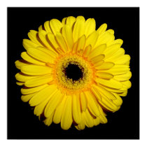 Gerbera posters
