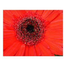 Gerbera rojo invitaciones personalizada
