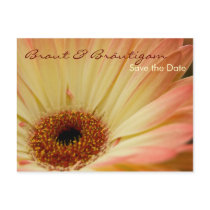 Gerbera • Save the Date Postkarte postcards