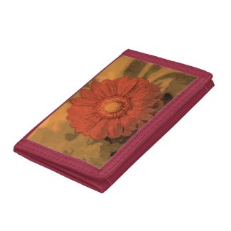 Gerbera