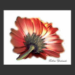 Gerbera Underside, photo poster posters