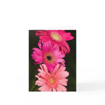 Gerberas Card