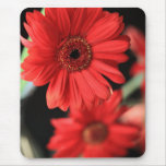 Gerberas mousepads