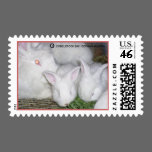 GERMAN ANGORA BUNNIES ON A STAMP stamps