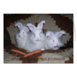 GERMAN ANGORA RABBITS GREETING CARD