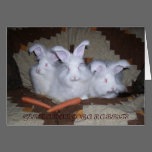 GERMAN ANGORA RABBITS cards