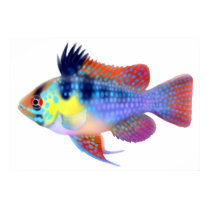 German Blue Ram Dwarf Cichlid Poster posters