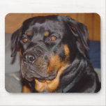 German Rottweiler Mouse Pads