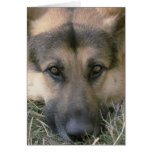 German Shepard Greeting Cards