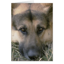 German Shepard Greeting Cards