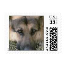 German Shepard Postage