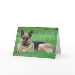 German Sheperd - Dog Greeting Card