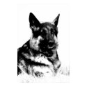 German shepheard poster posters by Junglegeorge German shepheard poster posters