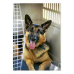 German Shepherd - ACEO 3 Business Card Template