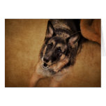German Shepherd Artistic Photo Greeting Card cards