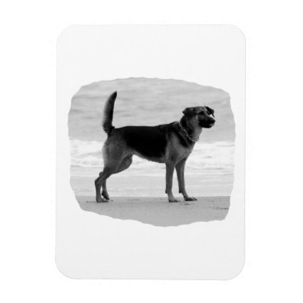 German Shepherd bw beach stand tongue out Magnets