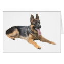 German Shepherd Card