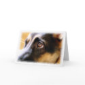 German Shepherd Card