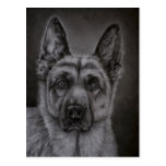 German Shepherd Dog Art - Noble Post Cards