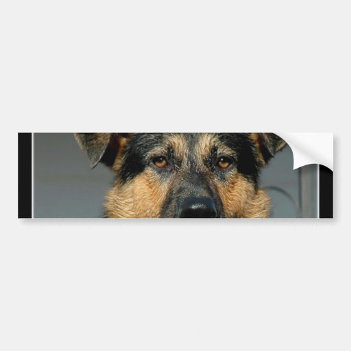 German Shepherd Dog Bumper Sticker Zazzle