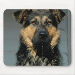 German Shepherd Dog Mouse Pad