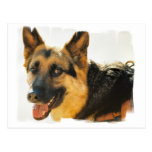 German Shepherd Dog Photo Postcard