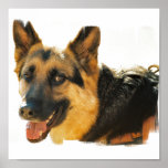 German Shepherd Dog Photo Poster