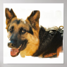 German Shepherd Dog Photo Poster