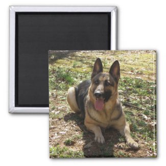 German Shepherd Dog Picture Magnet magnet