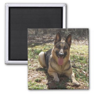 German Shepherd Dog Picture Magnet magnet