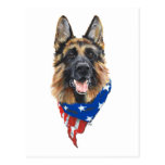 German Shepherd Dog Post Card