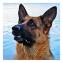 German Shepherd Dog poster posters