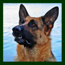 German Shepherd Dog poster posters