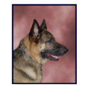 German Shepherd Dog posters by skmcb497 German Shepherd Dog posters