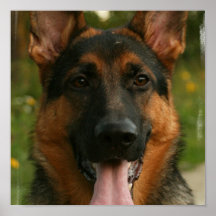 German Shepherd Dog Print