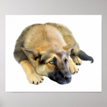 German Shepherd Dog Puppy Posters