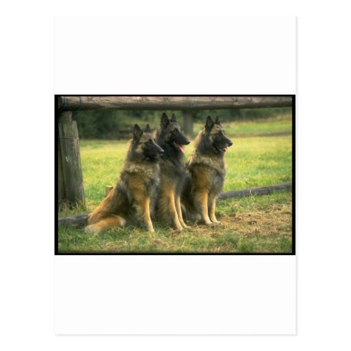 German Shepherd Dogs Postcard