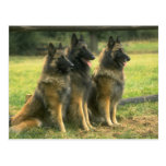 German Shepherd Dogs Postcards