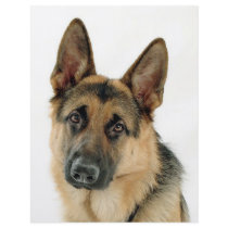 German Shepherd flyers