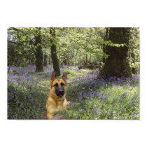 German Shepherd Forest Poster posters