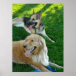 German Shepherd/Golden Retriever Print