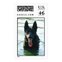 German Shepherd in Water postage