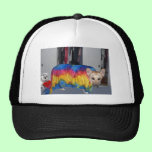 German Shepherd Modeling Clothes hats