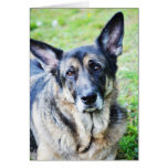 German Shepherd Modern Photo Greeting Card cards