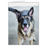 German Shepherd Modern Photo Greeting Card cards